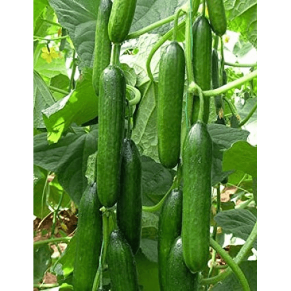 OGÓREK LAHEEB 1T STD