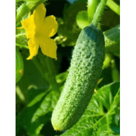 OGÓREK RONDA 1T STD