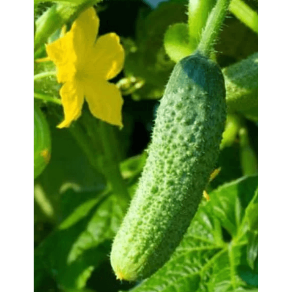 OGÓREK RONDA 1T STD