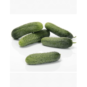 OGÓREK TESLIN 1T STD