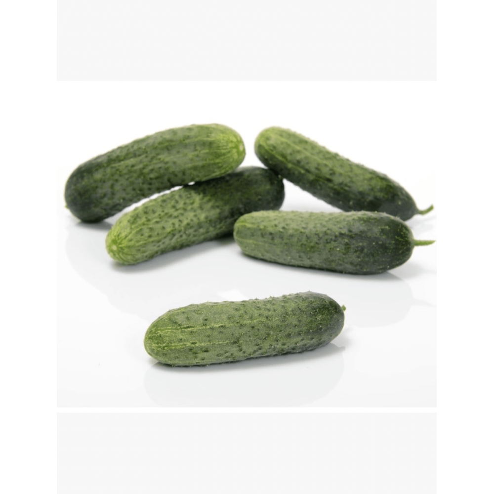 OGÓREK TESLIN 1T STD