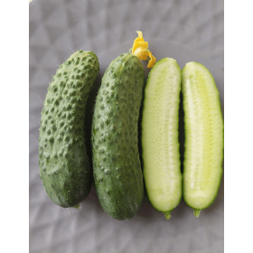 OGÓREK TESLIN 1T STD