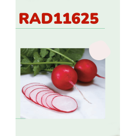 RZODKIEWKA RAD11625 10T STD