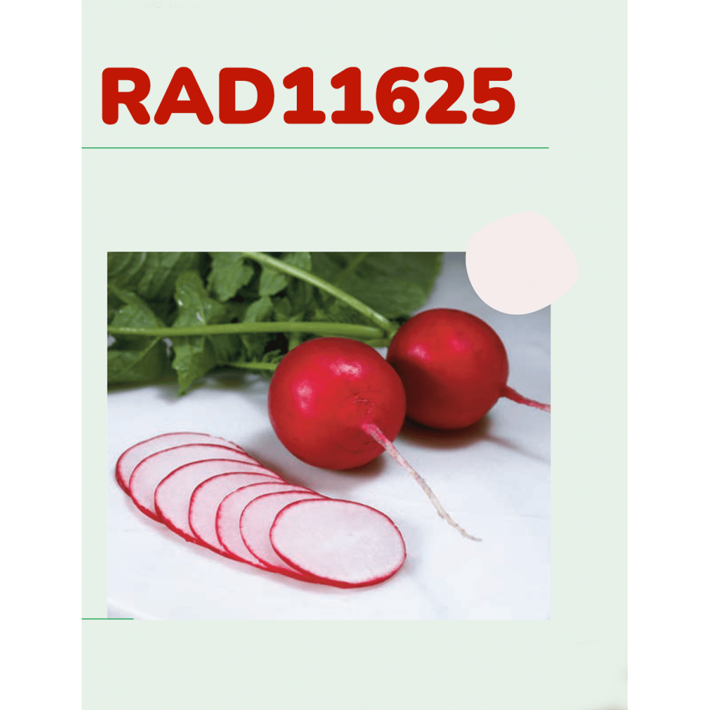 RZODKIEWKA RAD11625 10T STD