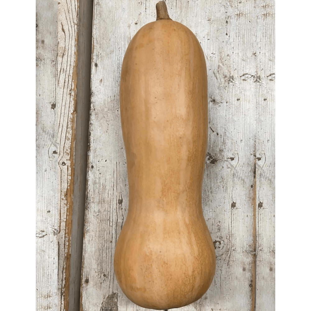 DYNIA TITAN 500N STD