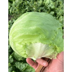 SAŁATA JAYLIN 5 TYS. OTOCZKA F1 ST