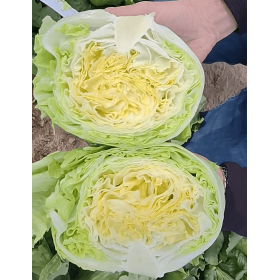 SAŁATA JAYLIN 5 TYS. OTOCZKA F1 ST