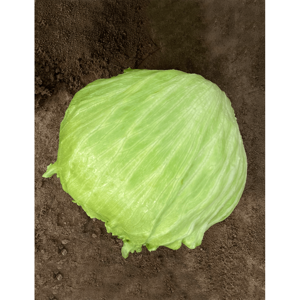 SAŁATA SHERIN 5 TYS. OTOCZKA F1 ST