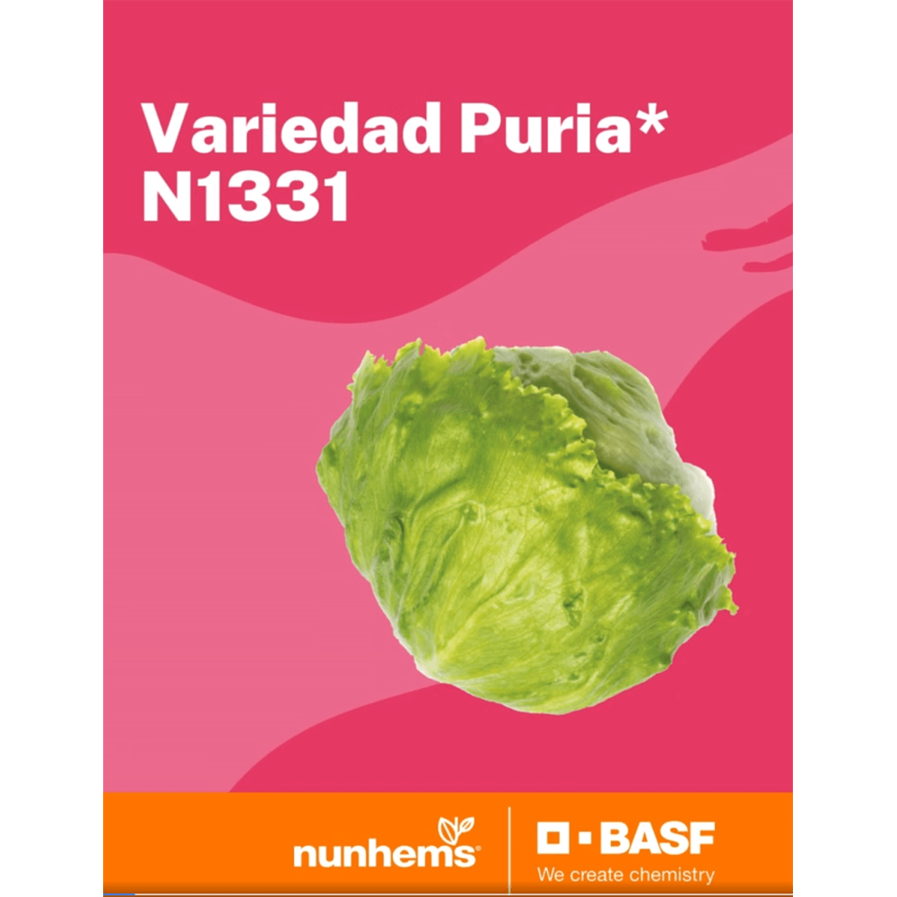 SAŁATA PURIA 5 TYS. OTOCZKA F1 ST