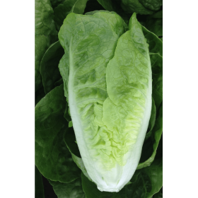 SAŁATA RUBYGLACE 5 TYS. OTOCZKA F1 ST