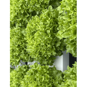 SAŁATA MULTIBLOND 110 5 TYS. OTOCZKA F1 ST