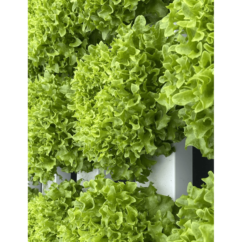 SAŁATA MULTIBLOND 110 5 TYS. OTOCZKA F1 ST