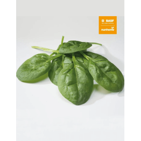 SZPINAK CURSA 1 MLN NIEZAPRAWIANE F1 ST