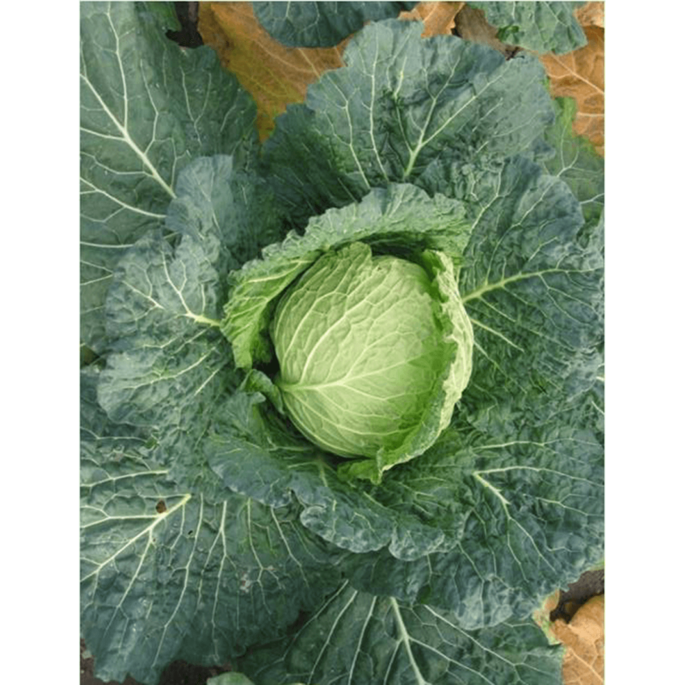 KAPUSTA SAVONARCH F1 2,5T STD