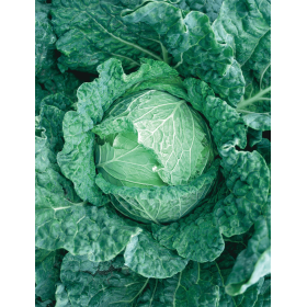 KAPUSTA SAVOY KING F1 2,5T STD