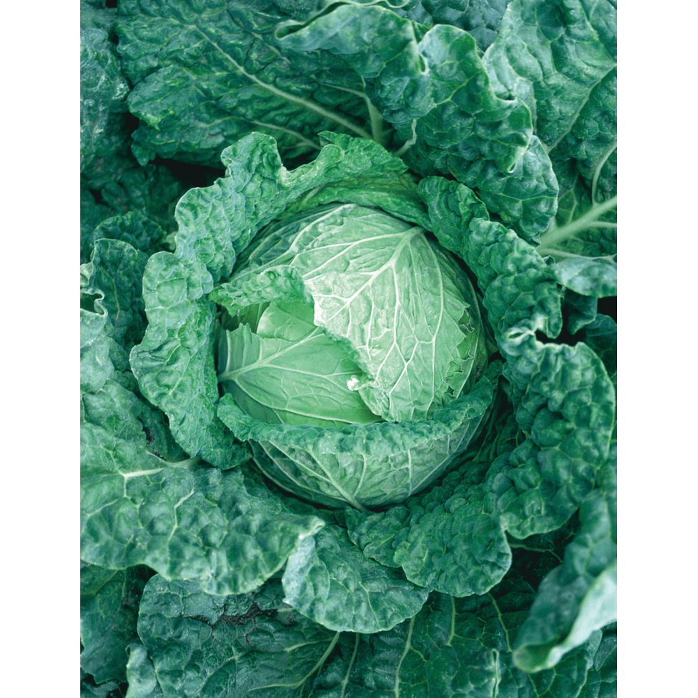 KAPUSTA SAVOY KING F1 2,5T STD