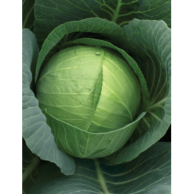 KAPUSTA CHARMANT F1 2,5T STD