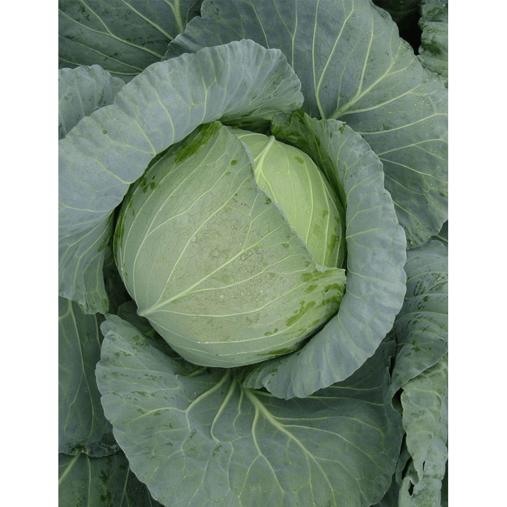 KAPUSTA CONQUISTADOR F1 2,5T PREC.