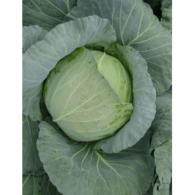 KAPUSTA CONQUISTADOR F1 2,5T STD