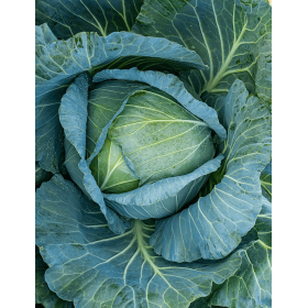 KAPUSTA CONQUISTADOR II F1 2,5T STD