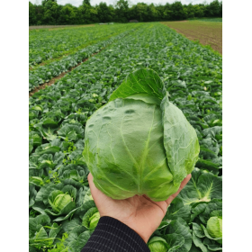 KAPUSTA ELISA 2,5T PREC.