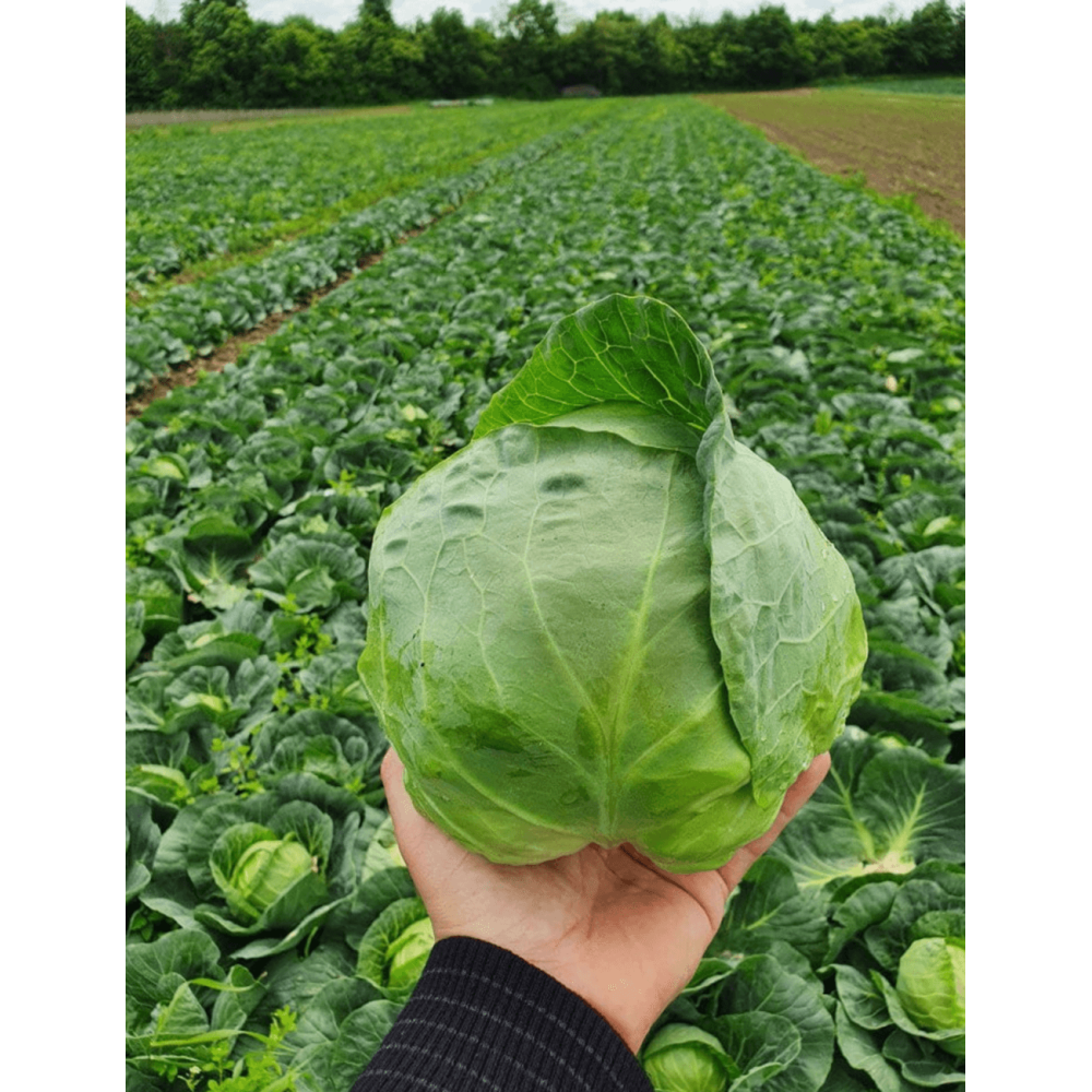 KAPUSTA ELISA 2,5T PREC.