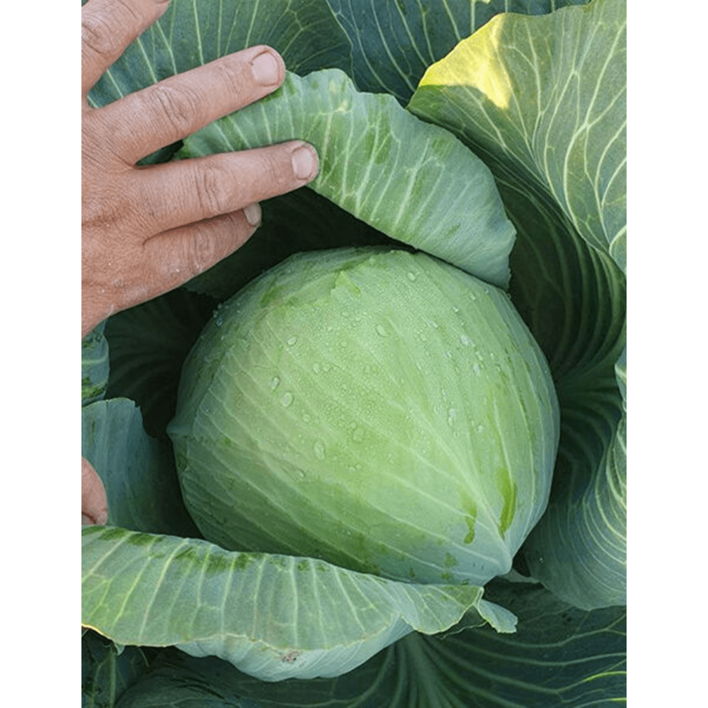 KAPUSTA AVANTO 2,5T STD