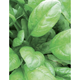 SZPINAK MELVILLE 1 MLN STD