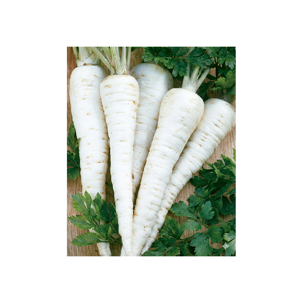 PIETRUSZKA KORZENIOWA SAMBA 500G ST