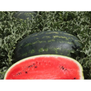 ARBUZ MIRSINI 1 TYS. NAS ST