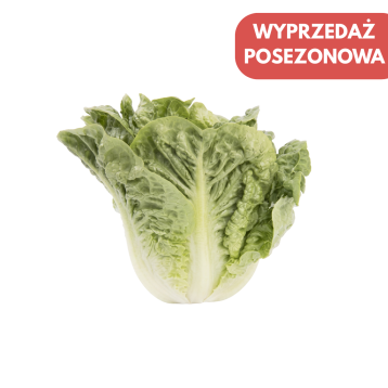 SAŁATA RZYMSKA OTOCZKOWANA RZ RIOS 5 TYS ST