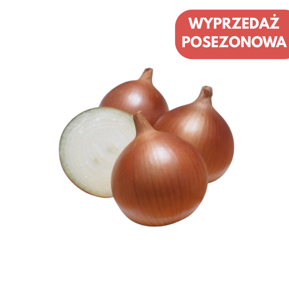 CEBULA VUELTA F1 250 TYS PRECYZYJNE ST