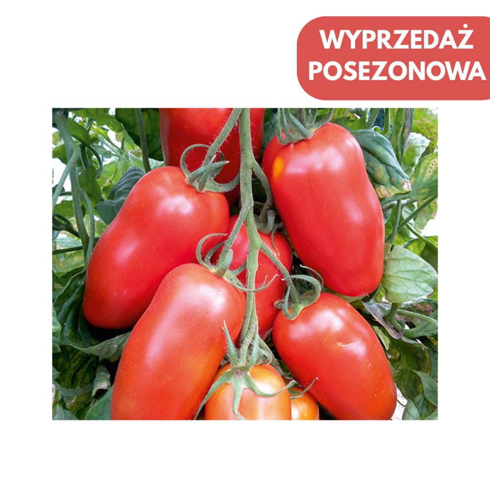 POMIDOR TUNELOWY POZZANO F1 500 NAS ST