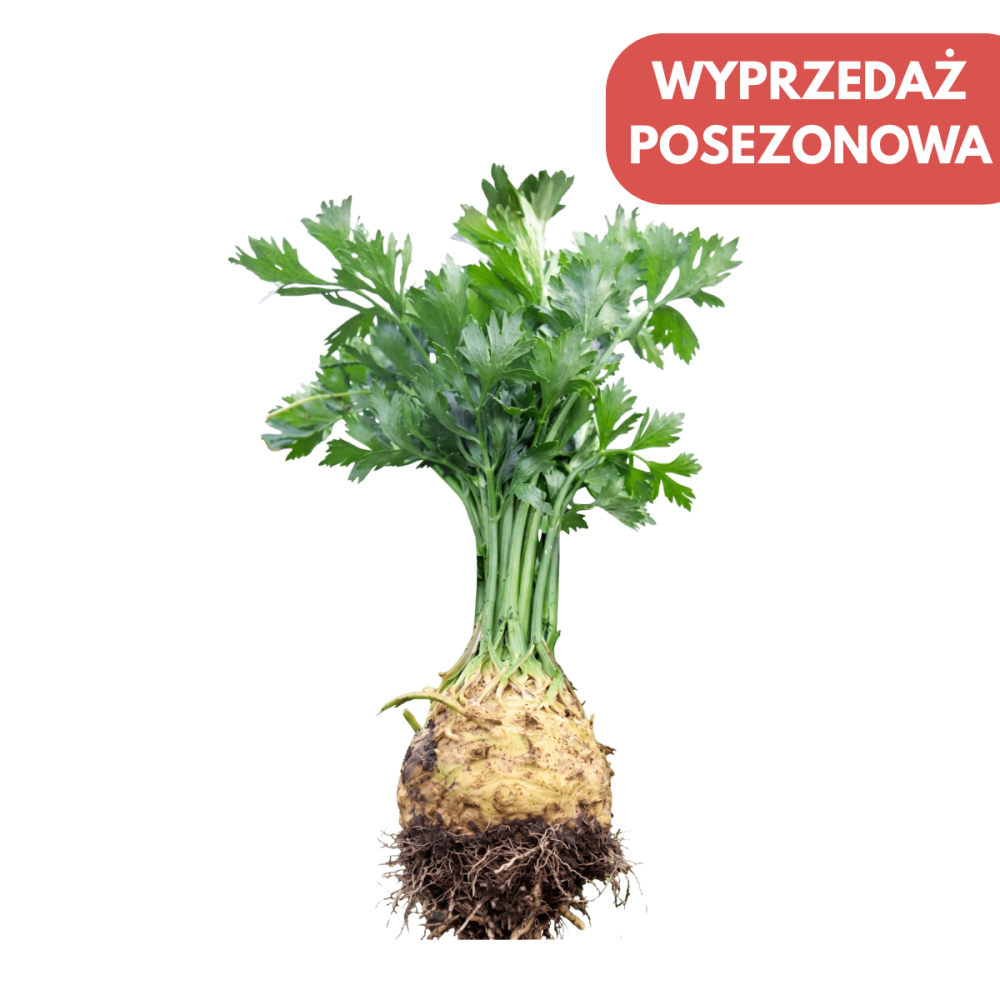 SELER KORZENIOWY CESAR NOVISEM 10TYS NAS