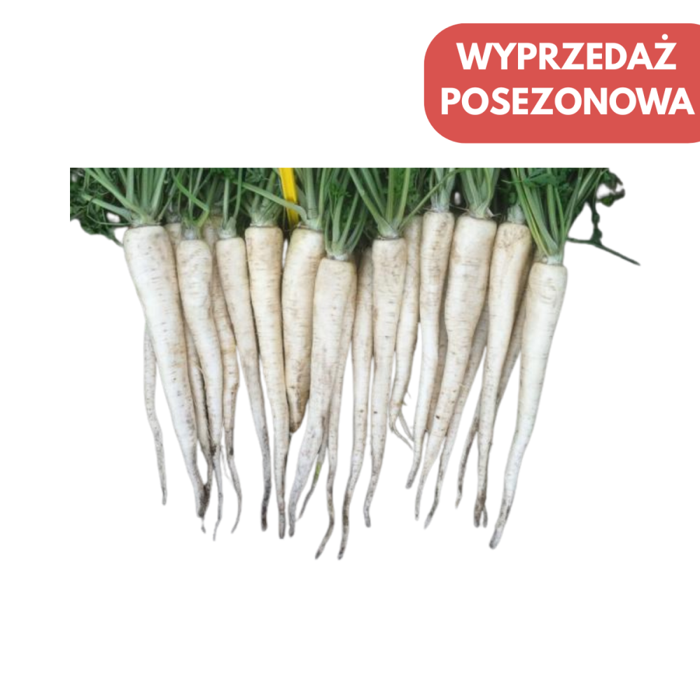 PIETRUSZKA CORSICA 100TYS PRIMED B-MOX ST