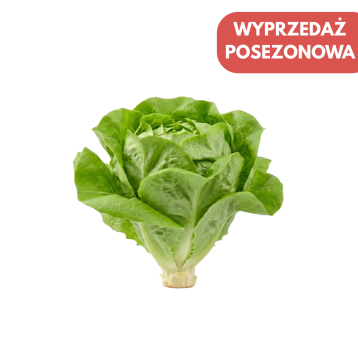 SAŁATA GRUNTOWA ANALENA 5 TYS OTOCZKOWANE ST