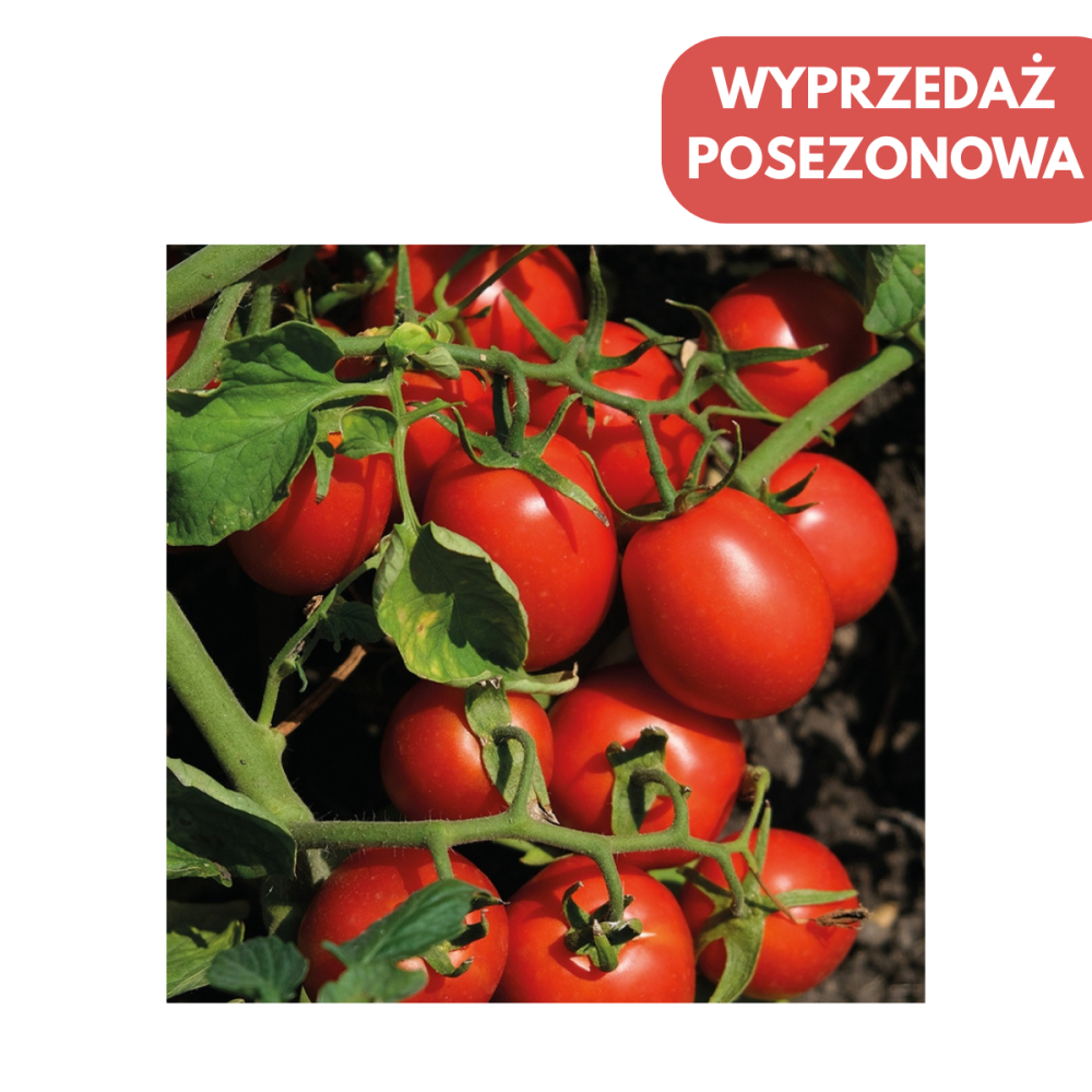 POMIDOR GRUNTOWY N 4510 F1 5 TYS. OTOCZ. PREC. NIEZAPRAWIANE ST