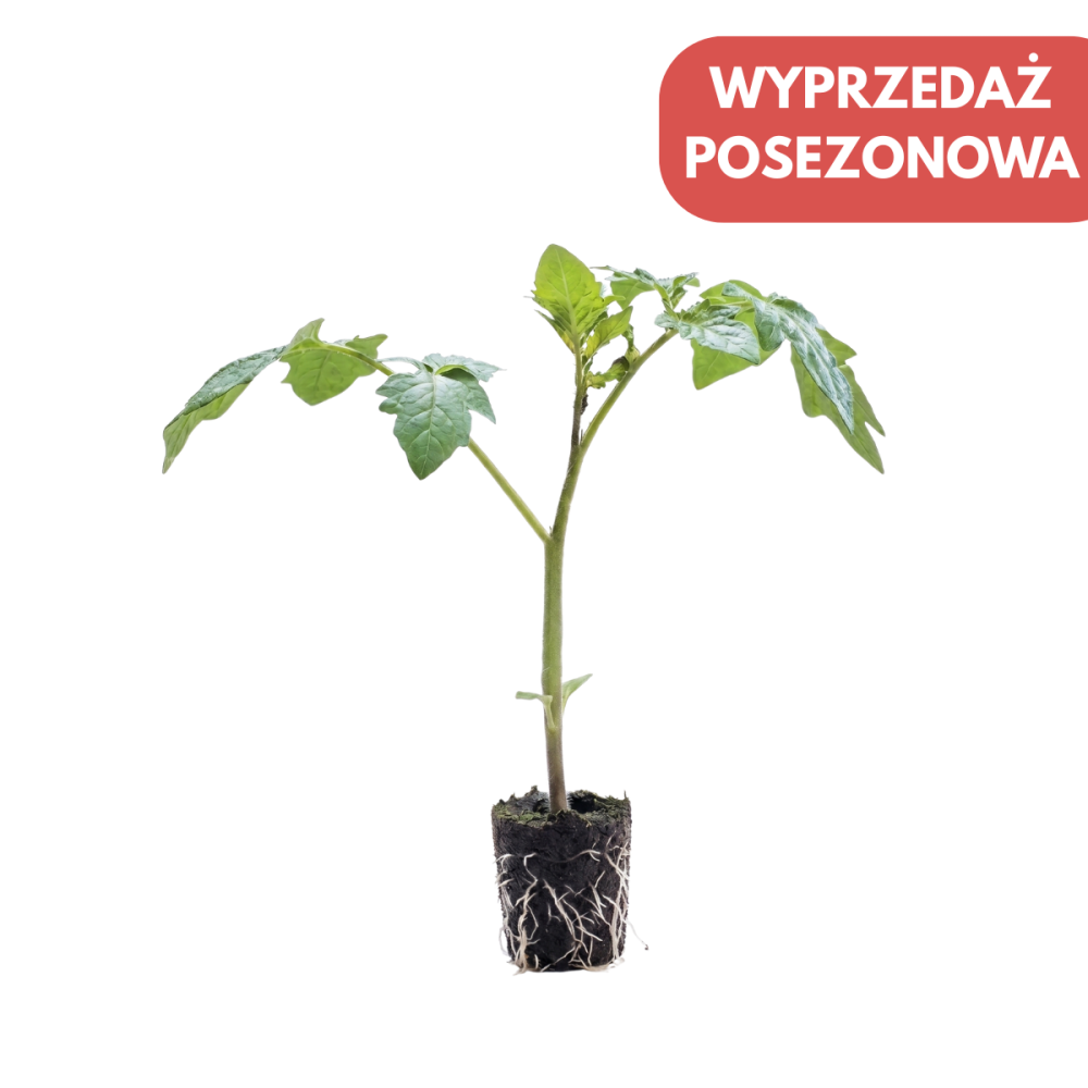 PODKŁADKA POMIDORA SZKLARNIOWEGO MAXIFORT 1TYS