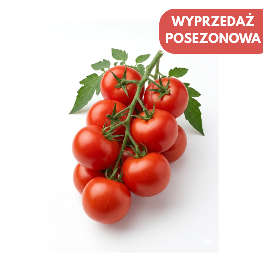 POMIDOR WRESTLER 1 TYS. NAS