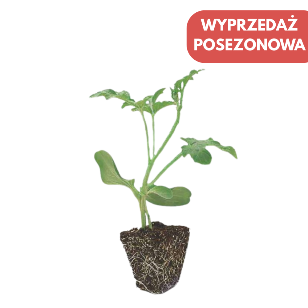 PODKŁADKA DLA OGÓRKA SHINTOZA F1 1 TYS ST