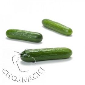 OGÓREK MINI PRECYZYJNY DELTASTAR RZ F1 (22-03) 100 NAS