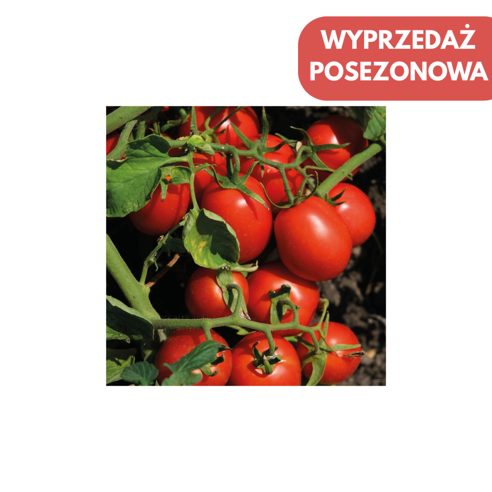 POMIDOR GRUNTOWY PIETRAROSSA F1 5 TYS ST