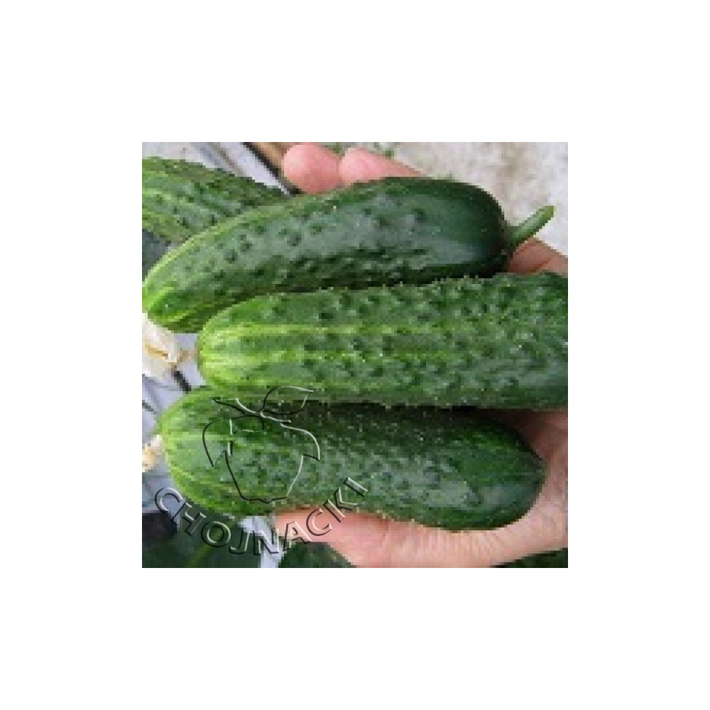 OGÓREK PARTENOKARPNY POLOWY MONISIA F1 1 TYS