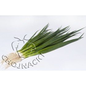 CEBULA SIEDMIOLATKA ESTAFETTE F1 250 TYS PRECYZYJNE ST