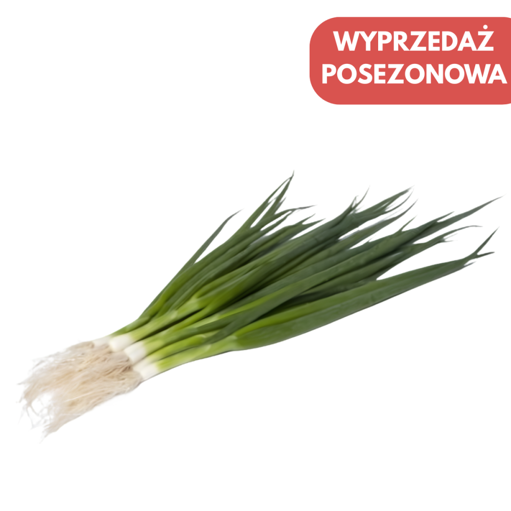 CEBULA SIEDMIOLATKA ESTAFETTE F1 250 TYS PRECYZYJNE ST