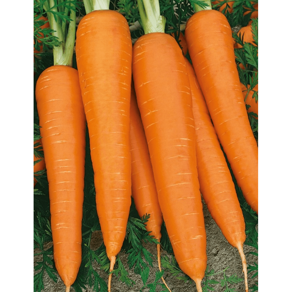 Marchew Flakkese 2 100 gr