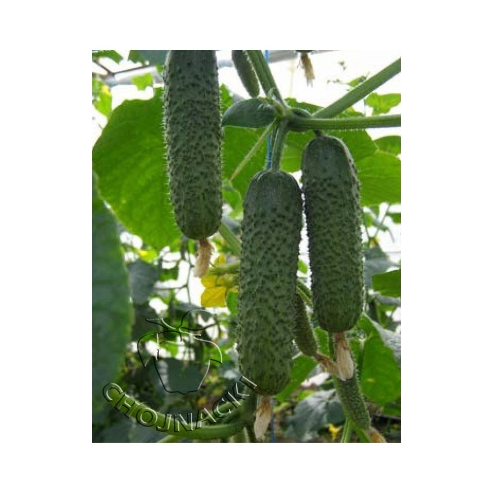 OGÓREK POD OSŁONY I DO GRUNTU MIDI MARVI F1 500 NAS ST