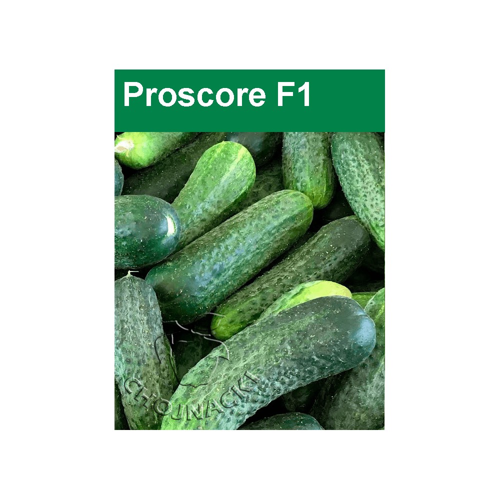 OGÓREK PROSCORE 1 TYS F1 ST