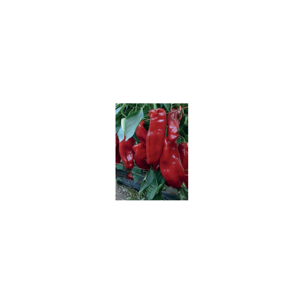 PAPRYKA CRUNCH F1 250 NAS
