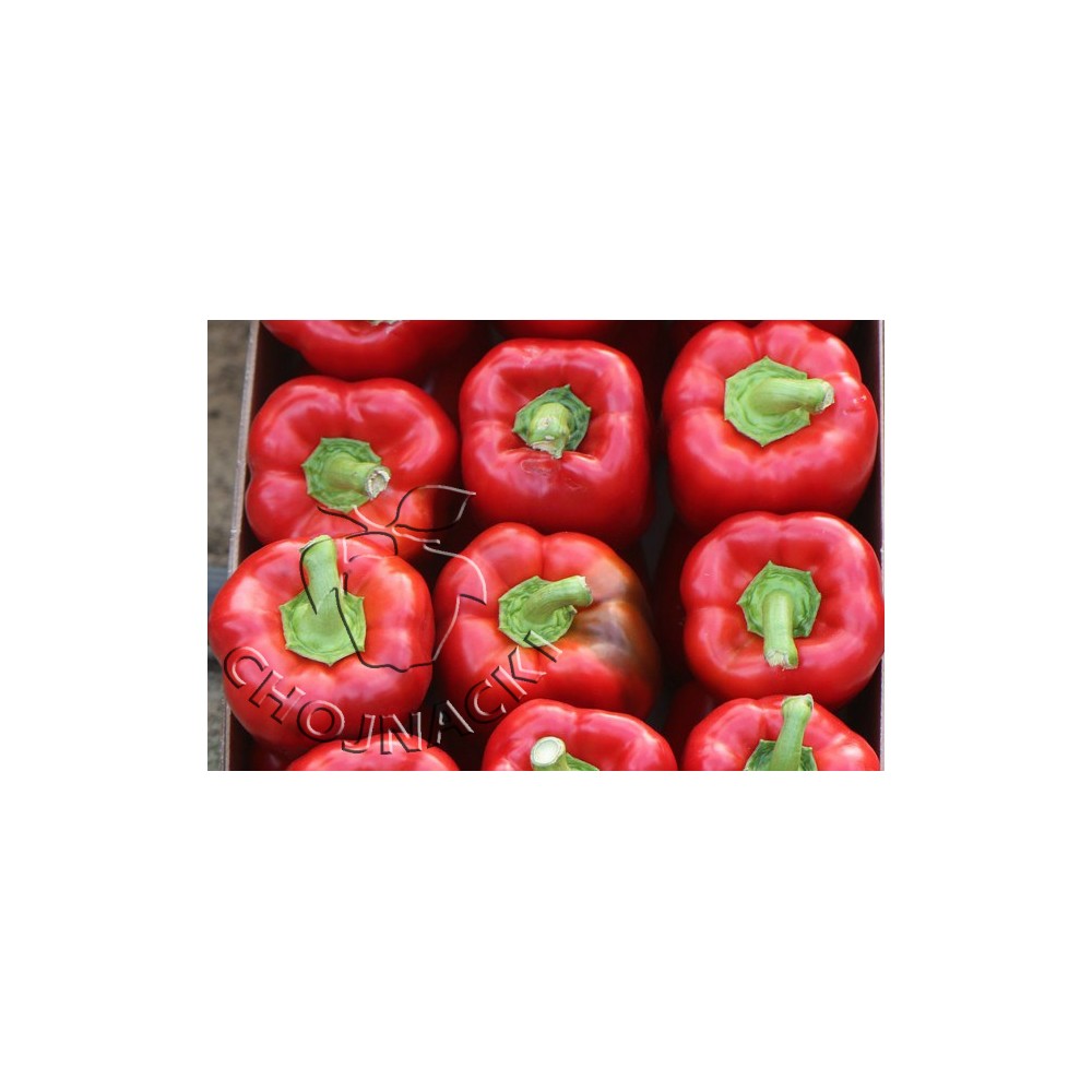 PAPRYKA CZERWONA CARSON F1 1 TYS
